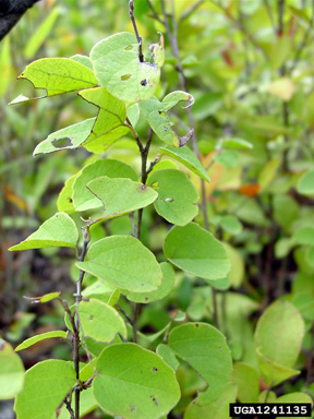 dwarf witchalder, Fothergilla gardenii  (Hamamelidales: Hamamelidaceae) - 1241135