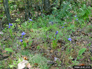 greater fringed gentian, Gentianopsis crinita  (Gentianales: Gentianaceae) - 1241153