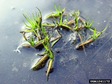 blackspore quillwort, Isoetes melanospora  (Isoetales: Isoetaceae) - 1241172