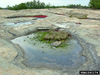 blackspore quillwort, Isoetes melanospora  (Isoetales: Isoetaceae) - 1241174