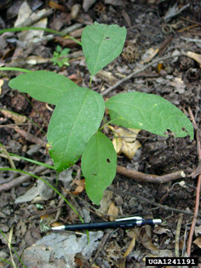 pondberry, Lindera melissifolia  (Laurales: Lauraceae) - 1241191