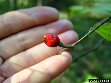pondberry, Lindera melissifolia  (Laurales: Lauraceae) - 1241195