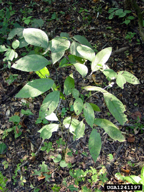 pondberry, Lindera melissifolia  (Laurales: Lauraceae) - 1241197