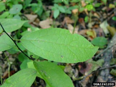 pondberry, Lindera melissifolia  (Laurales: Lauraceae) - 1241200