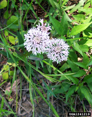 Mohr's Barbara's buttons, Marshallia mohrii  (Asterales: Asteraceae) - 1241219
