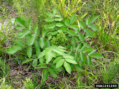 false poison sumac, Rhus michauxii  (Sapindales: Anacardiaceae) - 1241260