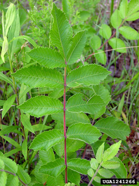 false poison sumac, Rhus michauxii  (Sapindales: Anacardiaceae) - 1241266