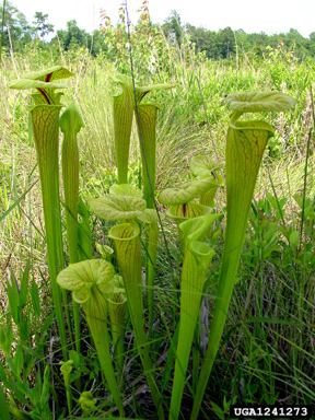 yellow pitcherplant, Sarracenia flava  (Nephenthales: Sarraceniaceae) - 1241273