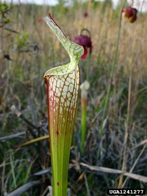 crimson pitcherplant, Sarracenia leucophylla  (Nephenthales: Sarraceniaceae) - 1241277