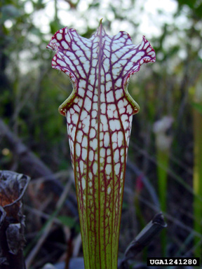 crimson pitcherplant, Sarracenia leucophylla  (Nephenthales: Sarraceniaceae) - 1241280