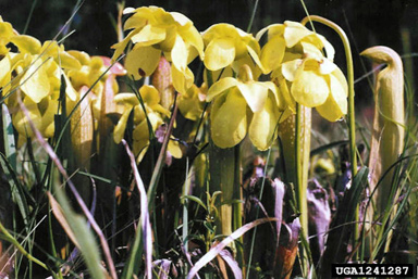 hooded pitcherplant, Sarracenia minor  (Nephenthales: Sarraceniaceae) - 1241287