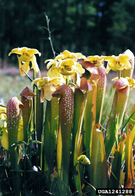 hooded pitcherplant, Sarracenia minor  (Nephenthales: Sarraceniaceae) - 1241288
