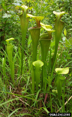 green pitcherplant, Sarracenia oreophila  (Nephenthales: Sarraceniaceae) - 1241290