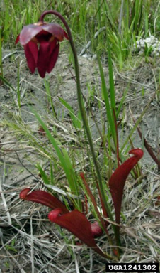 parrot pitcherplant, Sarracenia psittacina  (Nephenthales: Sarraceniaceae) - 1241302