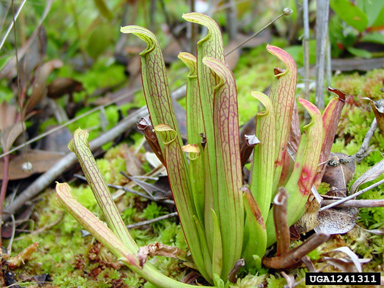 sweet pitcherplant, Sarracenia rubra  (Nephenthales: Sarraceniaceae) - 1241311