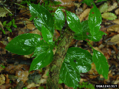 bay starvine, Schisandra glabra  (Illiciales: Schisandraceae) - 1241317