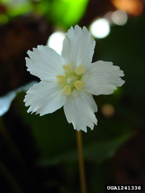 Oconee bells, Shortia galacifolia  (Diapensiales: Diapensiaceae) - 1241336