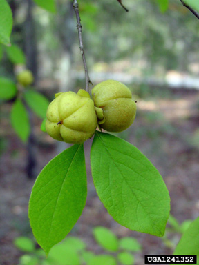 silky camellia, Stewartia malacodendron  (Theales: Theaceae) - 1241352