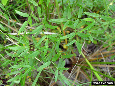 Cooley's meadow-rue, Thalictrum cooleyi  (Ranunculales: Ranunculaceae) - 1241360