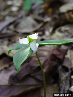 persistent wakerobin, Trillium persistens  (Liliales: Liliaceae) - 1241373
