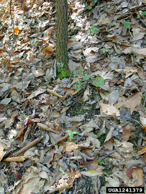 persistent wakerobin, Trillium persistens  (Liliales: Liliaceae) - 1241379