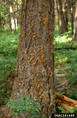 Douglas-fir beetle (Dendroctonus pseudotsugae ) on Douglas-fir (Pseudotsuga menziesii ) - 1241469