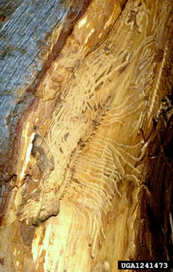 cedar bark beetles, Phloeosinus spp.  (Coleoptera: Curculionidae) - 1241473