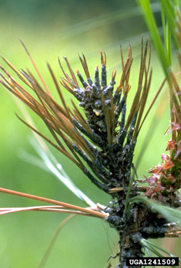 Diplodia blight, Sphaeropsis sapinea  (Incertae sedis: Incertae sedis) - 1241509