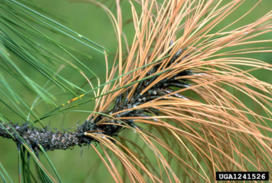 Diplodia blight (Sphaeropsis sapinea ) on ponderosa pine (Pinus ponderosa ) - 1241526