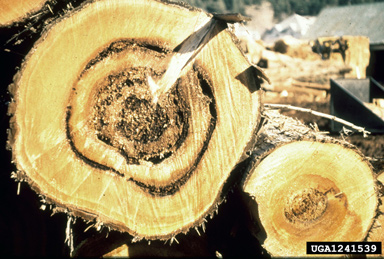 laminated root disease, Phellinus weirii  (Hymenochaetales: Hymenochaetaceae) - 1241539