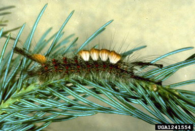 Douglas-fir tussock moth, Orgyia pseudotsugata  (Lepidoptera: Lymantriidae) - 1241554
