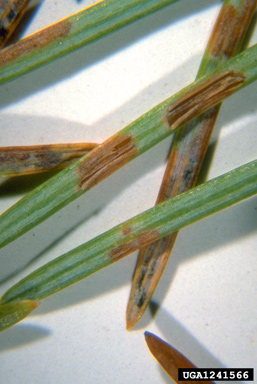 Rhabdocline needlecasts (Rhabdocline spp. ) on Douglas-fir (Pseudotsuga menziesii ) - 1241566