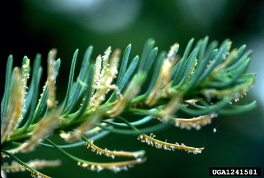 fir needle rusts, Pucciniastrum spp.  (Uredinales: Pucciniastraceae) - 1241581