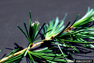 larch needleworm (Zeiraphera improbana ) on western larch (Larix occidentalis ) - 1241597