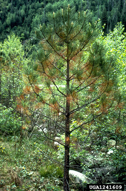 Dothistroma needle blight (Mycosphaerella pini ) on ponderosa pine (Pinus ponderosa ) - 1241609