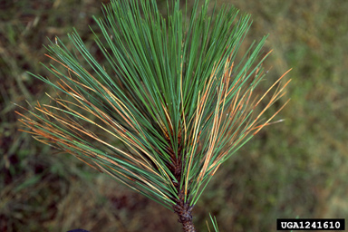 Dothistroma needle blight (Mycosphaerella pini ) on ponderosa pine (Pinus ponderosa ) - 1241610