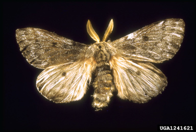 pandora moth, Coloradia pandora  (Lepidoptera: Saturniidae) - 1241621