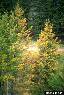 chemicals (  ) on Douglas-fir (Pseudotsuga menziesii ) - 1241647