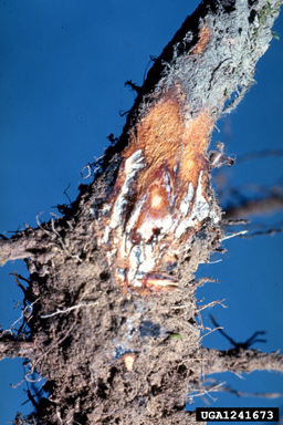 Armillaria root rot, Armillaria solidipes  (Agaricales: Marasmiaceae) - 1241673