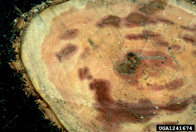 annosum root disease, Heterobasidion annosum  (Russulales: Bondarzewiaceae) - 1241674