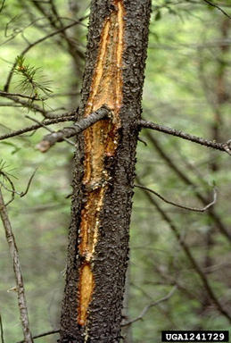 stalactiform blister rust (Cronartium coleosporioides ) on lodgepole pine (Pinus contorta ) - 1241729