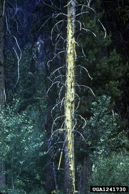 stalactiform blister rust, Cronartium coleosporioides  (Uredinales: Cronartiaceae) - 1241730