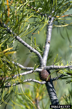 cone worms (Dioryctria spp. ) on lodgepole pine (Pinus contorta ) - 1241737