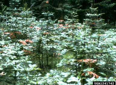fir and spruce canker,    (Unknown: Unknown biotic damage agent) - 1241742
