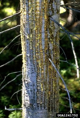 woodpeckers,    (Piciformes: Picidae) - 1241752