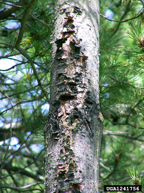 sunscald,    (Abiotic: Other abiotic damage) - 1241756