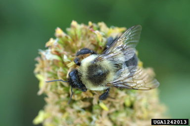 bumble bees (Bombus spp. ) on pearl millet (Pennisetum glaucum ) - 1242013