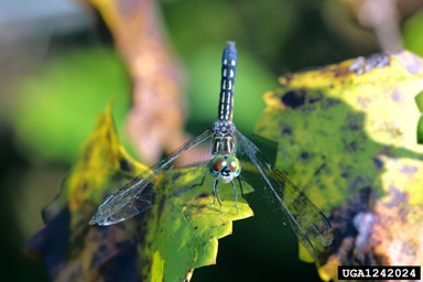 dragonflies and damselflies,    (Odonata: ) - 1242024