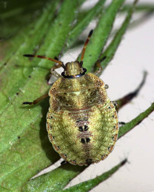 brown stink bug (Euschistus servus ) on cotton (Gossypium hirsutum ) - 1242034