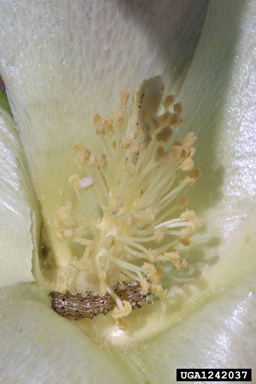 bollworm (Helicoverpa zea ) on cotton (Gossypium hirsutum ) - 1242037